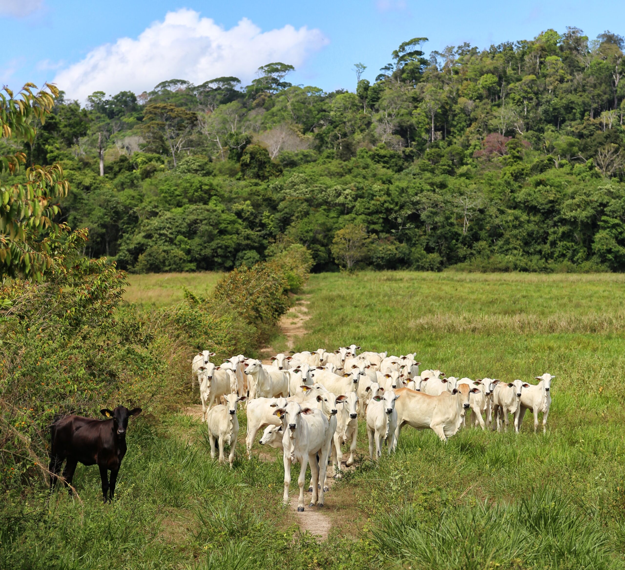Crédito: Paulo Barreto/Imazon
