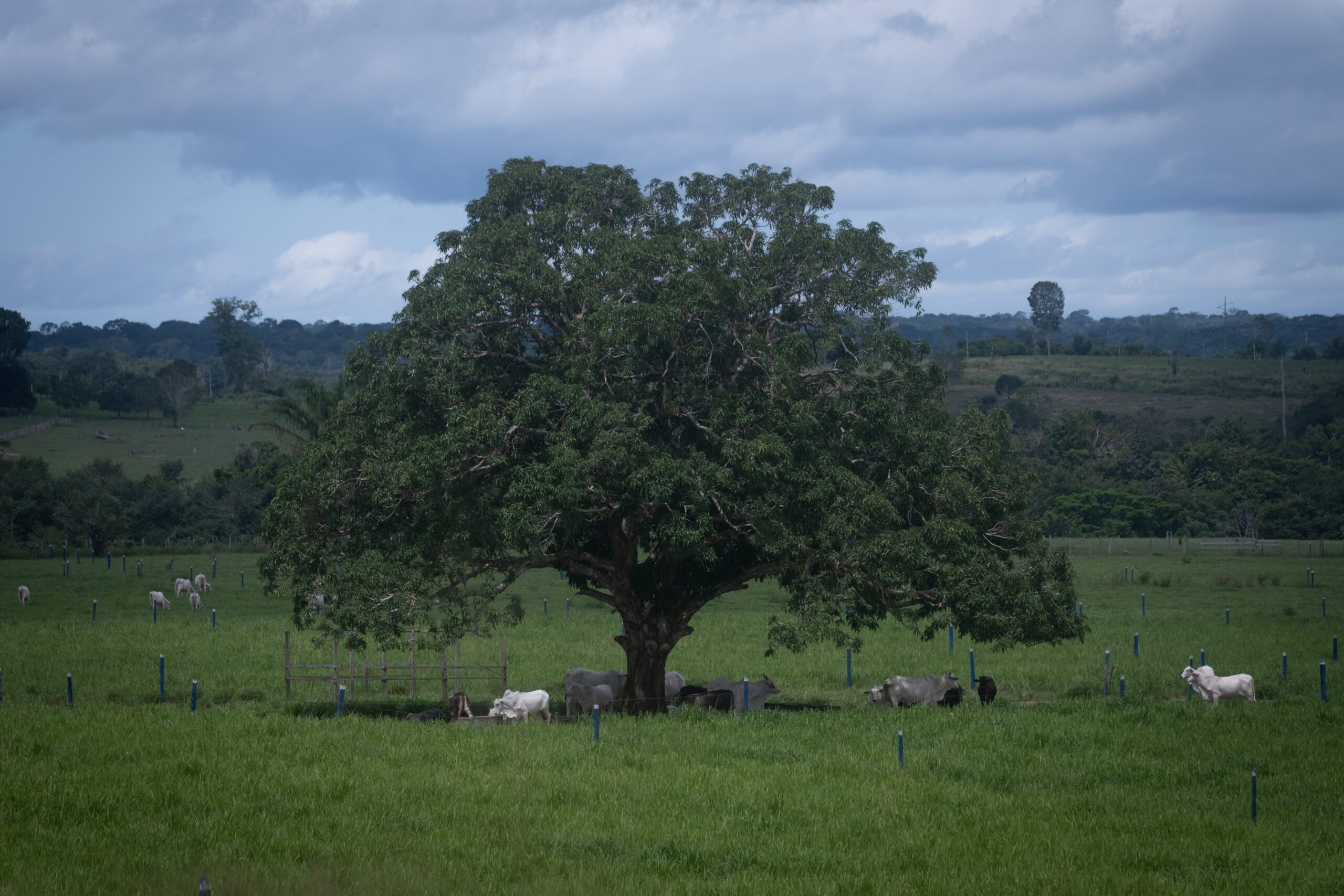 1 Foto principal - Área de sombra para os animais na fazenda de Luiz Junior em Oriximiná, Pará