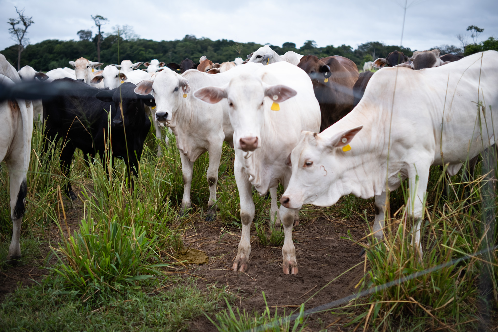 1 Foto principal - Vacas na fazenda de Luiz Junior em Oriximiná, Pará
