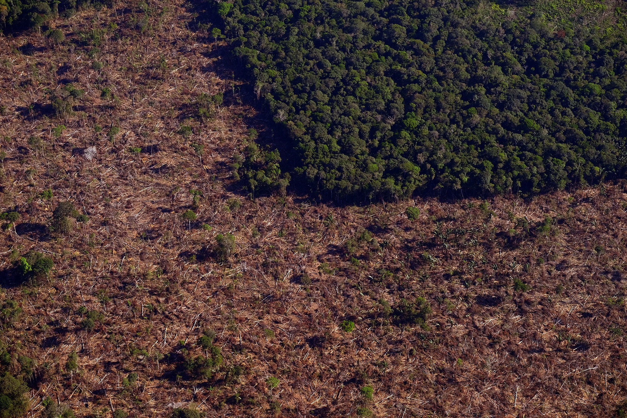 Áreas de desmatamento no município de Careiro da Várzea, no Amazonas próximo às Terras Indígenas do povo Mura (Foto: Alberto César Araújo/Amazônia Real)